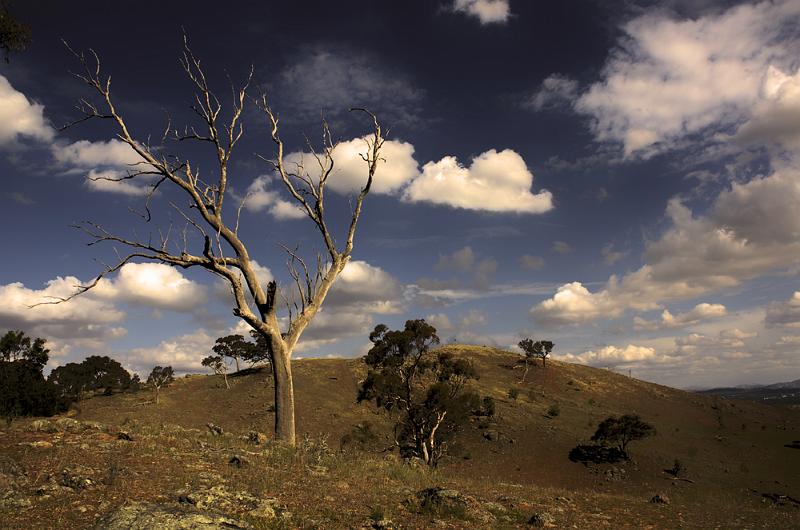 tree hdr 3.jpg